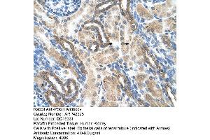 Rabbit Anti-PSG1 Antibody  Paraffin Embedded Tissue: Human Kidney Cellular Data: Epithelial cells of renal tubule Antibody Concentration: 4. (PSG1 抗体  (N-Term))