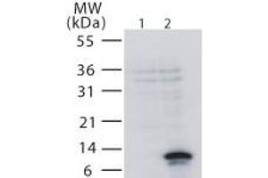 Western Blotting (WB) image for anti-Tumor Necrosis Factor Receptor Superfamily, Member 12A (TNFRSF12A) (AA 104-118) antibody (ABIN490868)