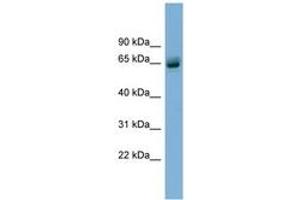 Image no. 1 for anti-Schlafen Family Member 12 (SLFN12) (AA 35-84) antibody (ABIN6744115) (SLFN12 抗体  (AA 35-84))