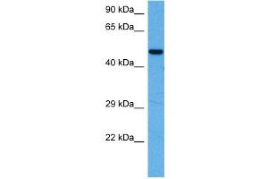 Host:  Rabbit  Target Name:  MEF2A  Sample Tissue:  Mouse Heart  Antibody Dilution:  1ug/ml (MEF2A 抗体  (N-Term))
