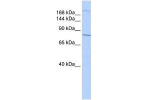 WB Suggested Anti-UBR1 Antibody Titration:  0. (UBR1 抗体  (N-Term))