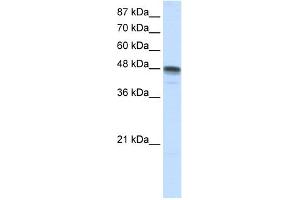 WB Suggested Anti-RBMS3 Antibody Titration:  1. (RBMS3 抗体  (N-Term))