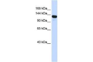 Western Blotting (WB) image for anti-UPF1 Regulator of Nonsense Transcripts Homolog (UPF1) antibody (ABIN2458238) (RENT1/UPF1 抗体)