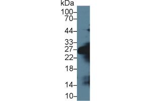 Western Blot; Sample: Mouse Serum; Primary Ab: 1µg/ml Rabbit Anti-Mouse ELA1 Antibody Second Ab: 0. (CELA1 抗体  (AA 44-259))