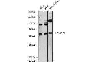 Western blot analysis of extracts of various cell lines, using LDLR antibody (ABIN6127366, ABIN6143131, ABIN6143132 and ABIN6222897) at 1:1000 dilution. (LDLRAP1 抗体  (AA 59-308))