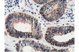 Immunohistochemistry (IHC) image for anti-DnaJ (Hsp40) Homolog, Subfamily A, Member 2 (DNAJA2) antibody (ABIN1497861) (DNAJA2 抗体)