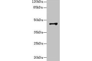 Western blot All lanes: DSCC1 antibody at 8 μg/mL + CEM whole cell lysate Secondary Goat polyclonal to rabbit IgG at 1/10000 dilution Predicted band size: 45 kDa Observed band size: 45 kDa (DSCC1 抗体  (AA 1-393))