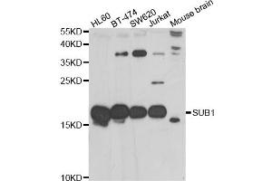 Western blot analysis of extracts of various cell lines, using SUB1 antibody (ABIN5974252) at 1/1000 dilution. (SUB1 抗体)