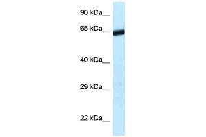 ERCC6L2 抗体  (C-Term)