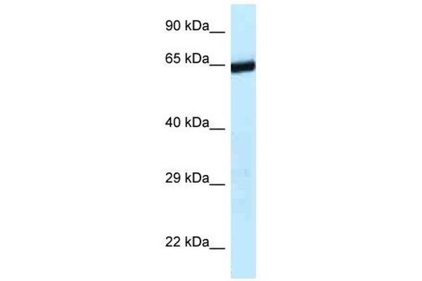 ERCC6L2 抗体  (C-Term)