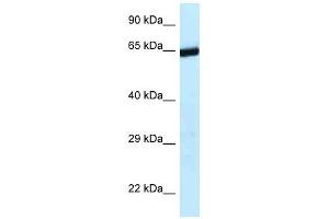 Western Blot showing 9330134C04Rik antibody used at a concentration of 1.