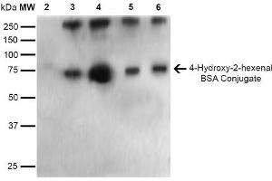 Western Blot analysis of 4-hydroxy-2-hexanal-BSA Conjugate showing detection of 67 kDa 4-hydroxy-2-hexenal-BSA using Mouse Anti-4-hydroxy-2-hexenal Monoclonal Antibody, Clone 6F10 . (4-Hydroxy-2-Hexenal (4-HHE) 抗体)