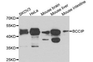 Western blot analysis of extracts of various cell lines, using BCCIP antibody. (BCCIP 抗体  (AA 1-314))