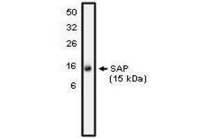 Western blot analysis using SAP antibody on NK-92 cell lysate at 10 µg/ml). (APCS 抗体)