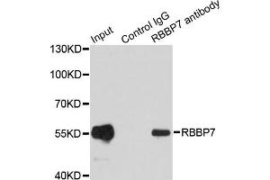 Immunoprecipitation analysis of 200ug extracts of MCF7 cells using 1ug RBBP7 antibody. (RBBP7 抗体)