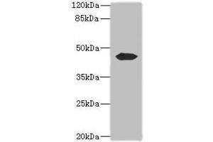 Western blot All lanes: ACTL7B antibody at 0. (Actl7b 抗体  (AA 1-415))
