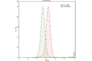 Detection of BLNK in Raji human Burkitt's lymphoma cell line using Polyclonal Antibody to B-Cell Linker Protein (BLNK) (B-Cell Linker 抗体  (AA 65-314))
