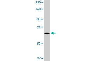 Western Blotting (WB) image for anti-Solute Carrier Family 27 (Fatty Acid Transporter), Member 5 (SLC27A5) (AA 1-690) antibody (ABIN524391)