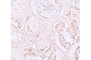 Immunohistochemical staining of human kidney cells with SLAMF9 polyclonal antibody  at 2. (SLAMF9 抗体  (C-Term))