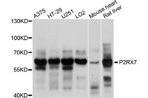 Western blot analysis of extracts of various cell lines, using P2RX7 antibody (ABIN5998434) at 1/1000 dilution. (P2RX7 抗体)