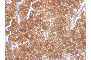 Formalin-fixed, paraffin-embedded human Adrenal stained with Adipophilin Mouse Monoclonal Antibody (ADFP/1494). (ADRP 抗体  (AA 249-376))