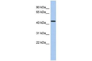 PDCD7 antibody used at 1 ug/ml to detect target protein. (PDCD7 抗体  (N-Term))