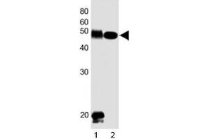 Western blot testing of DLK1 antibody at 1:1000 dilution. (DLK1 抗体  (C-Term))