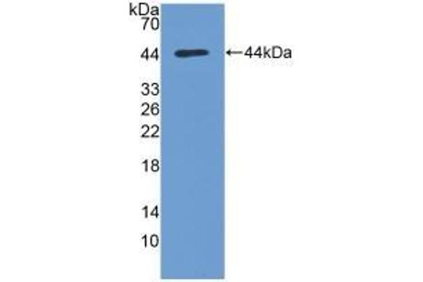 AKT1 抗体  (AA 122-443)