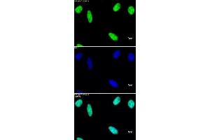 Histone macroH2A1 pAb tested by immunofluorescence. (Histone MroH2A1 (N-Term) 抗体)