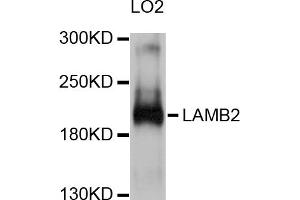 Western blot analysis of extracts of LO2 cells, using LAMB2 antibody (ABIN5998106) at 1/1000 dilution. (LAMB2 抗体)