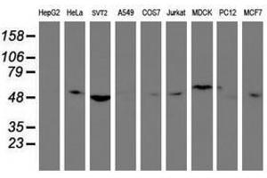 Image no. 2 for anti-Tubby Like Protein 3 (TULP3) antibody (ABIN1501586) (TULP3 抗体)