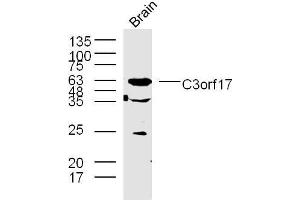 Lane 1: mouse brain lysates probed with C3orf17 Polyclonal Antibody, Unconjugated  at 1:300 overnight at 4˚C. (C3orf17 抗体  (AA 430-480))