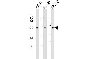 All lanes : Anti-AVPR1A Antibody (C-term) at 1:2000 dilution Lane 1: A549 whole cell lysate Lane 2: HL-60 whole cell lysate Lane 3: MCF-7 whole cell lysate Lysates/proteins at 20 μg per lane.