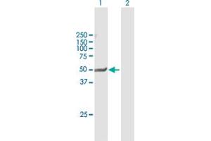 Western Blot analysis of NR1I2 expression in transfected 293T cell line by NR1I2 MaxPab polyclonal antibody. (NR1I2 抗体  (AA 1-434))