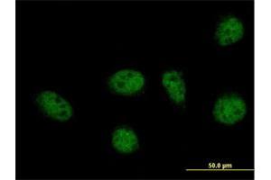 Immunofluorescence of purified MaxPab antibody to GABPB2 on HeLa cell. (GABPB1 抗体  (AA 1-395))