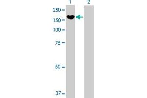 Western Blot analysis of PCDH8 expression in transfected 293T cell line by PCDH8 MaxPab polyclonal antibody. (Protocadherin 8 抗体  (AA 1-1070))