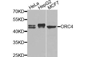 Western blot analysis of extracts of various cell lines, using ORC4 antibody (ABIN5975166) at 1/1000 dilution. (ORC4 抗体)