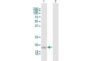 Western Blot analysis of CEBPG expression in transfected 293T cell line by CEBPG MaxPab polyclonal antibody. (CEBPG 抗体  (AA 1-150))