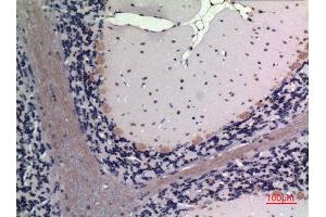 Immunohistochemistry (IHC) analysis of paraffin-embedded Rat Brain, antibody was diluted at 1:100. (FGF20 抗体  (Internal Region))