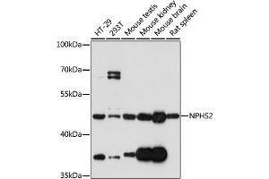 Western blot analysis of extracts of various cell lines, using NPHS2 antibody  at 1:1000 dilution. (Podocin 抗体)