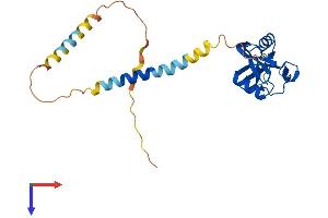 Protein Structure (PS) image for Killer Cell Lectin-Like Receptor Subfamily C, Member 1 (KLRC1) (AA 1-233) protein (His tag) (ABIN7549763)