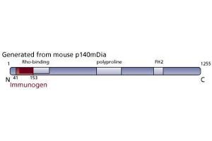 Image no. 3 for anti-Diaphanous Homolog 1 (DIAPH1) (AA 41-153) antibody (ABIN968213) (DIAPH1 抗体  (AA 41-153))
