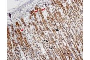 Expression of Cholecystokinin B receptor in rat stomachImmunohistochemical staining of paraffin embedded rat stomach sections using Anti-CCKBR (extracellular) Antibody (ABIN7043059, ABIN7044183 and ABIN7044184), (1:100).