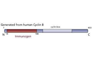 Image no. 3 for anti-Cyclin B1 (CCNB1) (AA 14-168) antibody (ABIN967834) (Cyclin B1 抗体  (AA 14-168))