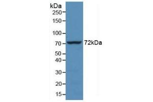 Detection of Recombinant HSPA1L, Human using Monoclonal Antibody to Heat Shock 70 kDa Protein 1 Like Protein (HSPA1L) (HSPA1L 抗体  (AA 1-641))
