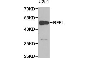 Western blot analysis of extracts of U-251MG cells, using RFFL antibody (ABIN5973883) at 1/1000 dilution. (RFFL 抗体)