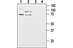 Western blot analysis of human Colo-205 (lanes 1 and 3) and HT-29 (lanes 2 and 4) colon cancer cell lysates: - 1,2. (HCRTR2 抗体  (Intracellular))