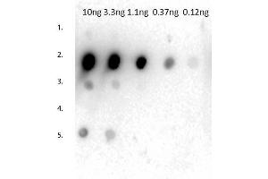 Dot Blot of Rabbit Anti-Mouse IgG2a Antibody. (兔 anti-小鼠 IgG2a (Heavy Chain) Antibody - Preadsorbed)
