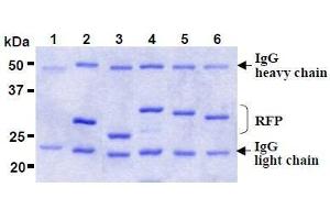 SDS-PAGE (SDS) image for anti-Red Fluorescent Protein (RFP) antibody (ABIN1449296) (RFP 抗体)