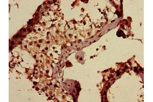 Immunohistochemistry of paraffin-embedded human testis tissue using ABIN7144358 at dilution of 1:100